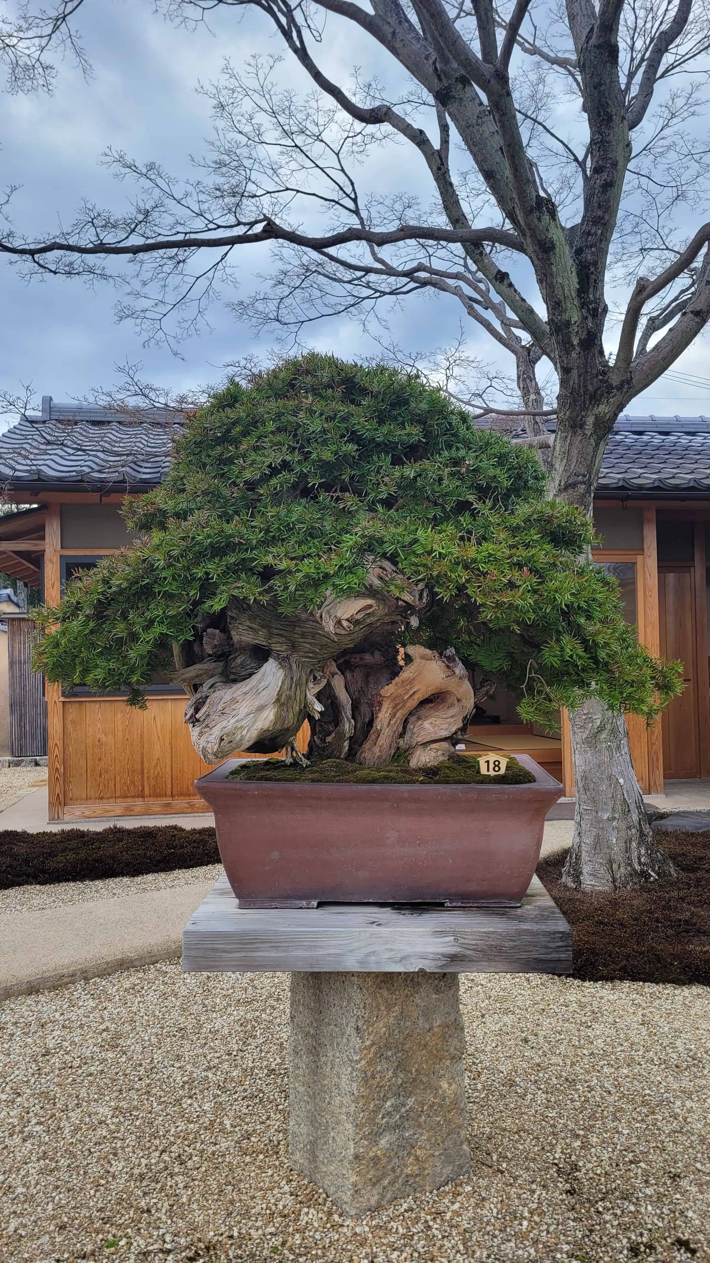 A juniper bonsai tree from kyoto in Japan